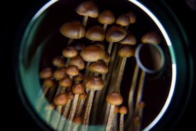 Magic mushrooms could treat depression better than some medications, a new study suggests