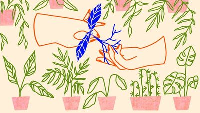 Eco-friendly houseplants: Here's how to ensure your indoor plants are good for the planet