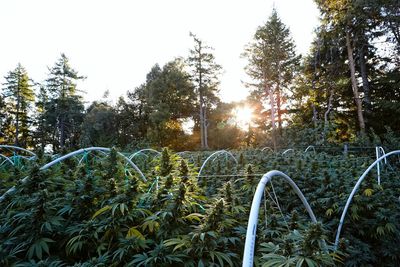 Another reason to legalize weed: It'll be better for the environment