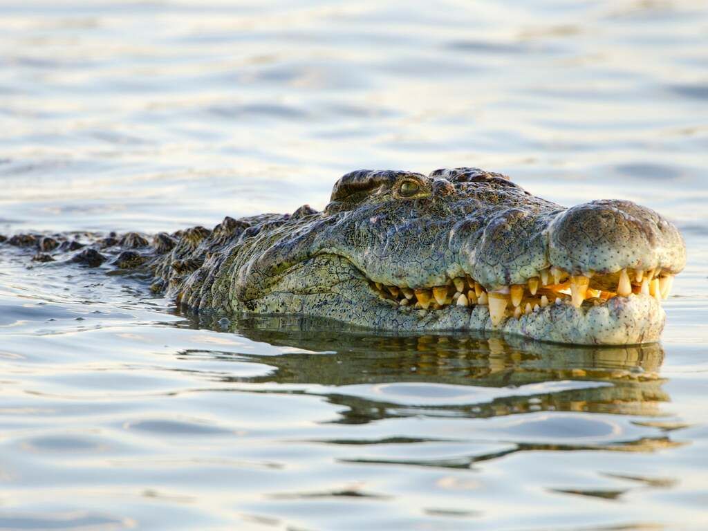 Massive crocodile which has 'eaten 300 people' is on…