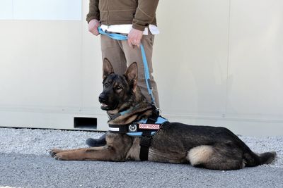 These adorable COVID-sniffing dogs are pandemic heroes — but there’s a catch