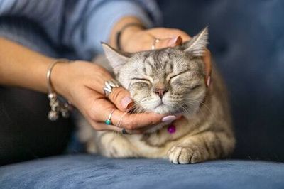 Why do cats knead with their paws?