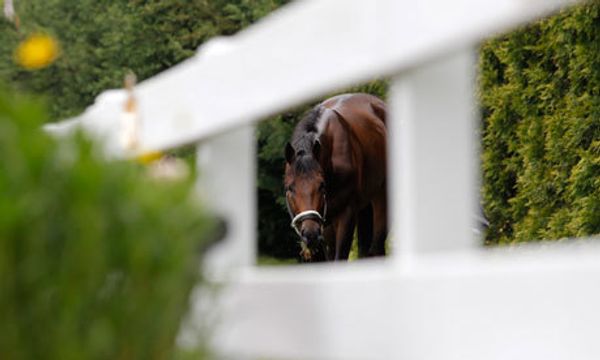 Talking Horses