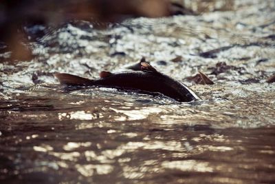 Can fish get addicted to meth? These researchers tried to find out