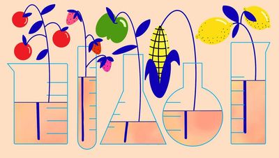 What are GMOs — and do I really need to avoid them?