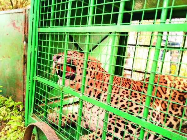 Rajasthan: Leopard that killed four people trapped in Zawar mines forest region