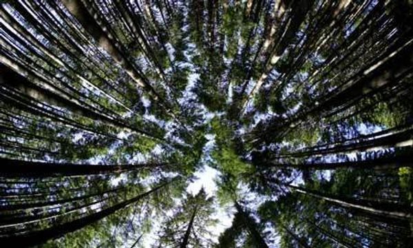 Green growth will give your business deeper roots