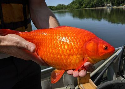 This goldfish is an absolute unit and we're all to blame