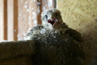Heat waves are killing baby birds by forcing them to flee their nests before they can fly