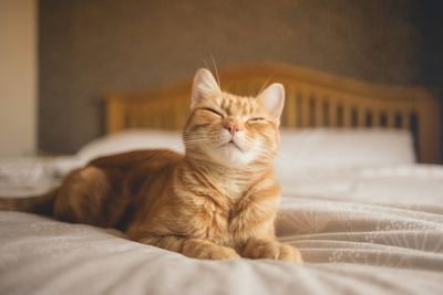 Is your cat mad or is that just their face? This app can help you find out