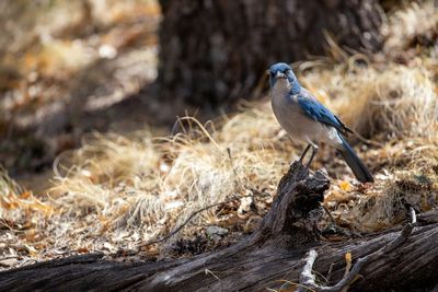 Small Birds in Big Bend