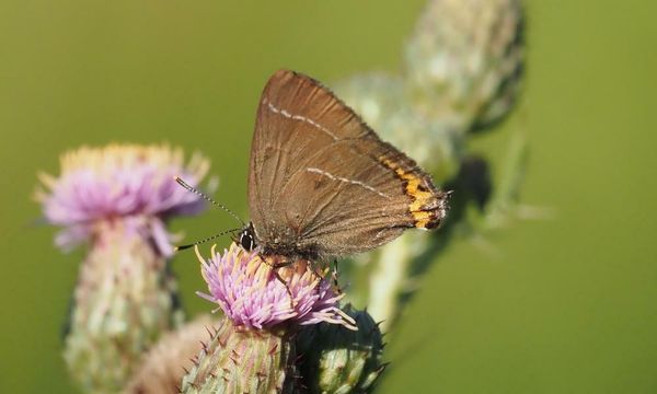 Country diary: a momentary brush with hairstreaks