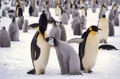 Climate change could wipe out Emperor penguins by 2100