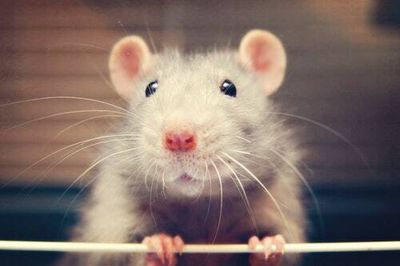 Could rat-tickling hold the secrets to our wellbeing?