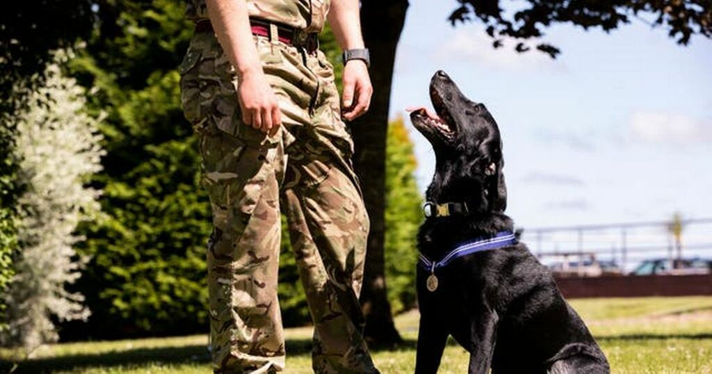 Heroic RAF dogs awarded canine equivalent of OBE