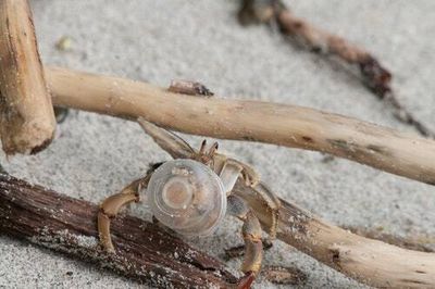 Crabs are horny for plastic, and humans are all too eager to provide