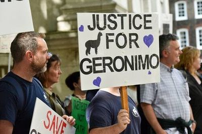 An alpaca named Geronimo is tearing England apart