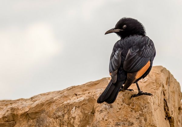 Jerusalem highlights: Week of August 13-19