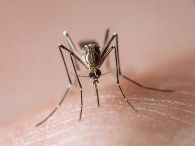 Gene editing could hide us from bloodthirsty mosquitoes