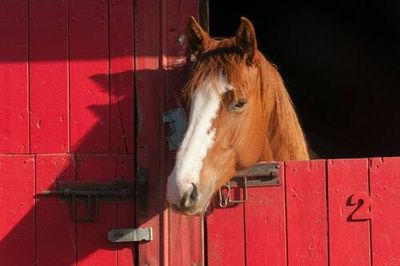 The latest fake COVID "cure" is a drug meant to treat parasites in livestock