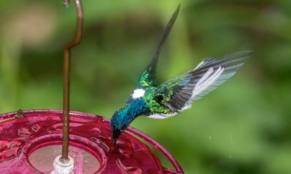 Female hummingbirds look like males to avoid attacks, study suggests