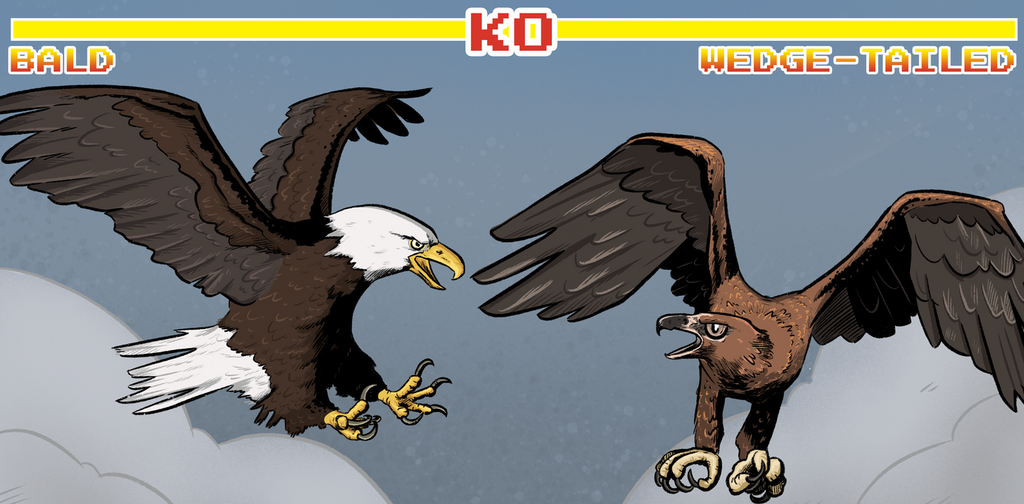 Bald Eagle Size Comparison & Wingspan: How Do they Compare to