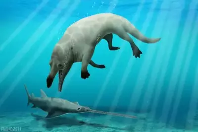 Researchers discovered the bones of a "god of death" whale that walked on land