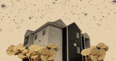 ‘You See People With Mushrooms Growing Out of Their Carpets’: Tenants With Mold in Their Homes Have Little Recourse