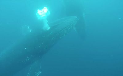 ‘Incredible phenomenon’ caught on film, as humpback whales migrate north