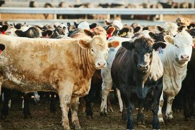 Scientists are potty-training cows in an effort to save the planet