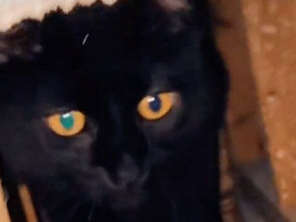 Cat owner left horrified after feline gets trapped inside a wall following renovation gaffe