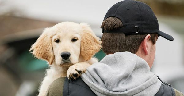 do dogs make you happier than cats