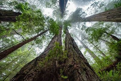 California just returned a 500-acre redwood forest to tribal nations