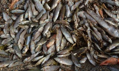 ‘Toilet of Europe’: Spain’s pig farms blamed for mass fish die-offs
