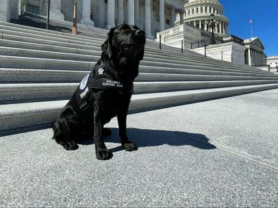 Capitol police welcome emotional support dog to the team in wake of January 6 riot