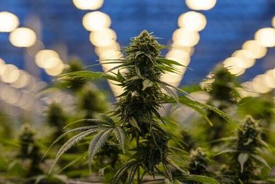 An Oregon county just declared a state of emergency over illegal weed farms