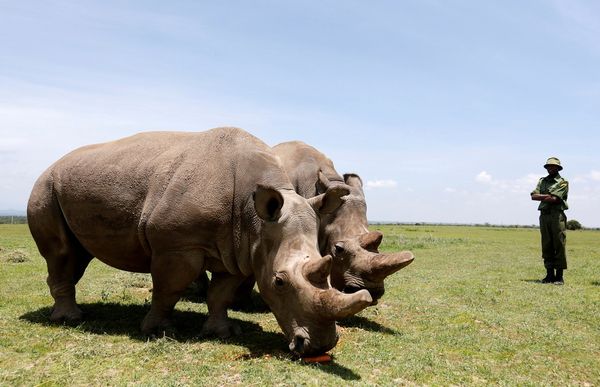 One of world's last two northern white rhinos dropped from race to save the species