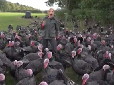 CNN reporter’s attempt to deliver a story from a field full of turkeys results in comedy gold