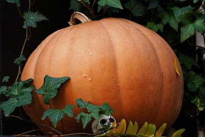 Maternity ward’s ‘dilation pumpkins’ go viral: ‘I’ve never seen anything scarier’