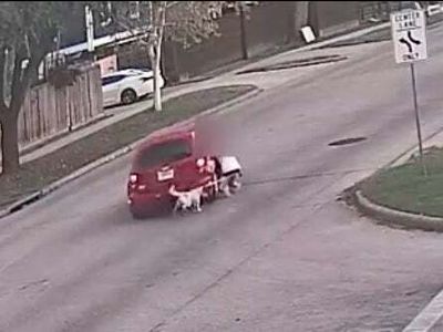 Woman and her dog dragged along street by car after tackling robbers who stole purse