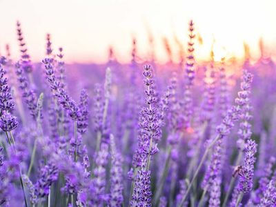 People are smoking lavender to help kick their cannabis habits