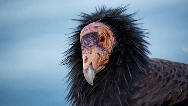 After 30 Years of Breeding Condors, a Secret Comes Out