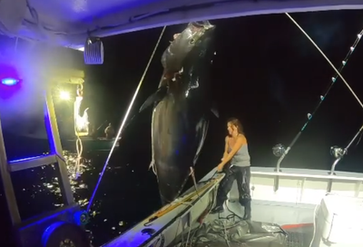 Viral video shows woman catching gigantic 600-pound bluefin tuna