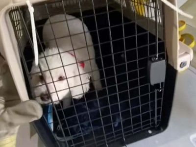 Viral TikTok shows where pets are stored during flights: ‘I can’t believe this is legal’