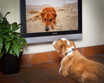 Barking mad? New TV network for dogs to launch in UK