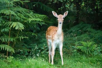 Bambi has COVID and it's all our fault