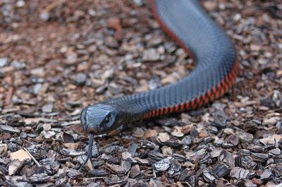 Man’s penis rots after being bitten by snake while sitting on toilet