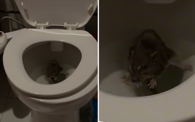 Horrifying TikTok shows rat resting in toilet bowl after climbing through pipes