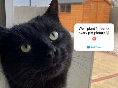 Memes flood in after ‘plant one tree for every pet picture’ Instagram trend