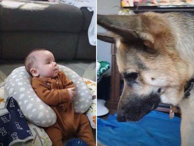 This adorable German shepherd can’t work out why a baby isn’t up for playing fetch